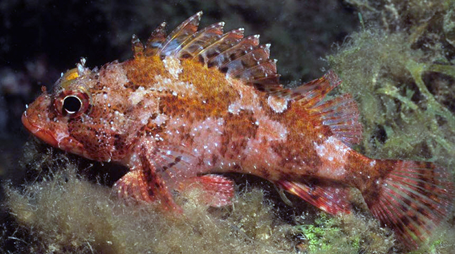 Scorpaena maderensis_09.jpg